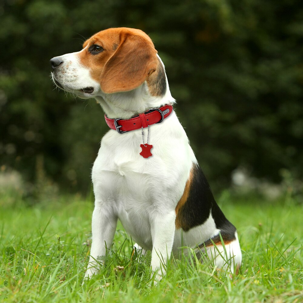 Didog Leather Dog Neoprene Padded Pet Collar Leash